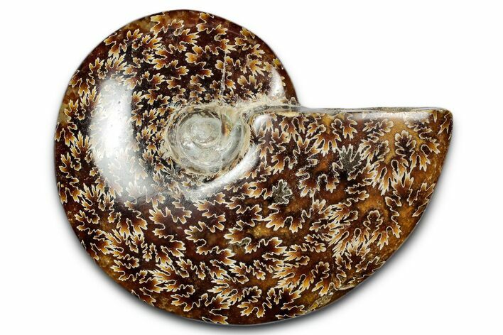 Polished Ammonite (Cleoniceras) Fossil - Madagascar #344305